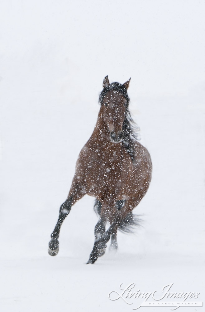 Buy Fine Art Prints Living Images