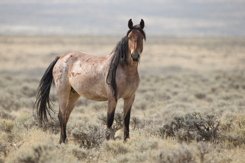 A wild horse in Adobe Town, Wyoming