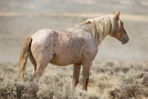 A wild horse in Adobe Town, Wyoming