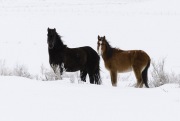 wild horses, mustangs, black mare and foal in snow in Adobe Town, Southwestern WY