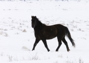 wild horses, mustangs, black mare in snow in Adobe Town, Southwestern WY