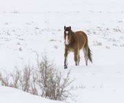 wild horses, mustangs, foal in snow in Adobe Town, Southwestern WY