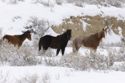 Adobe Town Herd Management Area, Southwestern WY, wild horses, mare, foal and stallion in snow