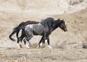 Adobe Town Herd Management Area, Southwestern WY, wild horses, stallion approaching mare to breed her