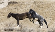Adobe Town Herd Management Area, Southwestern WY, wild horses, mare kicking stallion attempting to breed her