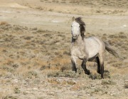 Adobe Town Herd Management Area, Southwestern WY, wild horses, grey stallion trots