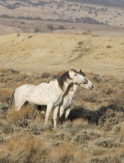 Adobe Town Herd Management Area, Southwestern WY, wild horses, two grey stallions nuzzle