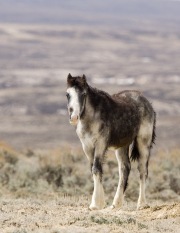 Adobe Town Herd Management Area, Southwestern WY, wild horses, yearling colt still with fuzzy coat