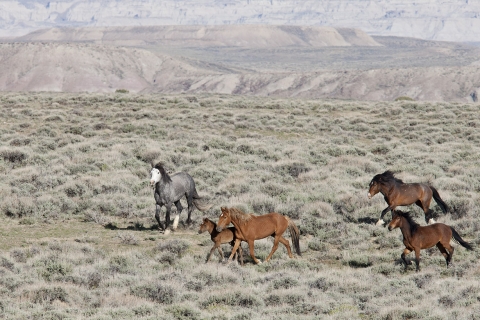 Wild Horses 2012