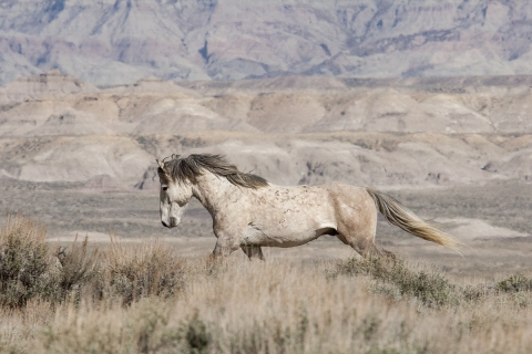 Wild Horses 2012