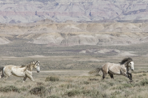 Wild Horses 2012