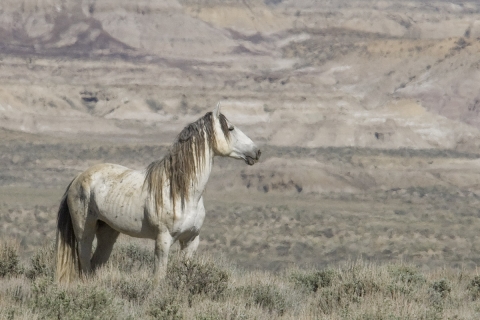 Wild Horses 2012