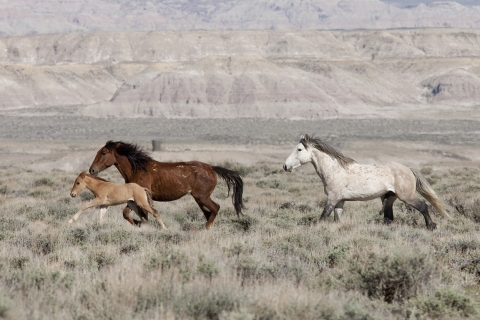 Wild Horses 2012