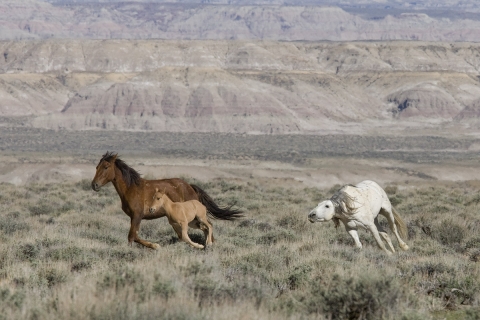 Wild Horses 2012