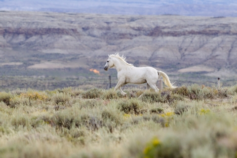 Wild Horses 2012