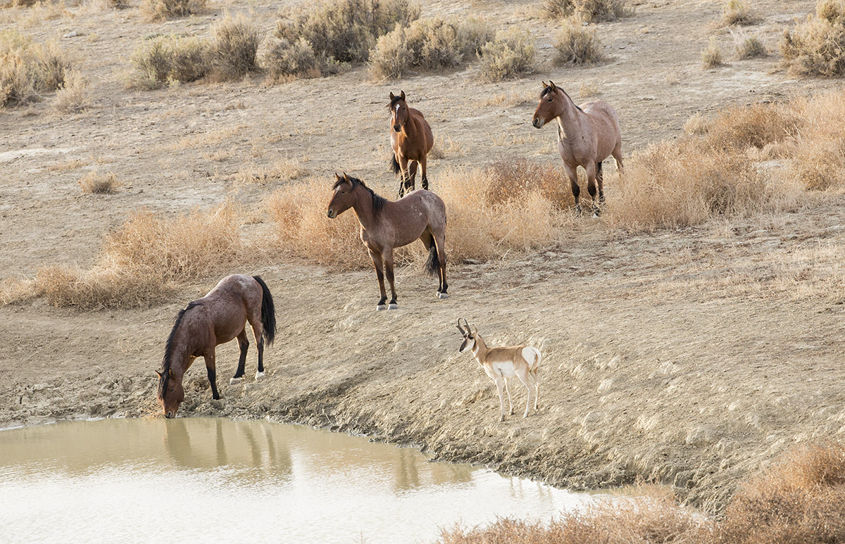 A wild horse in the Adobe Town Herd Area in Wyoming