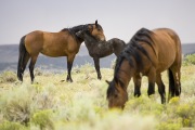 wild horses - stallion grazing, mare and foal mutual grooming, Adobe Town, Southwestern WY