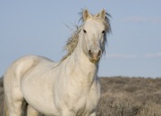 wild horse, gray stallion, Adobe Town, Wyoming