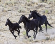 wild horses - black mare, stallion and foal, Adobe Town, Southwestern WY