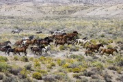 wild horses - mares, stallions, foals - round up in Adobe Town, Southwestern WY
