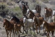 wild horses - mares, foals, stallions - round up in Adobe Town, Southwestern WY