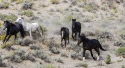 wild horses - two gray mare, bay filly, black mare and bay stallion, Adobe Town, Southwestern WY