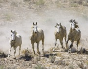 wild horses - gray stallion and three gray mares, Adobe Town, Southwestern WY