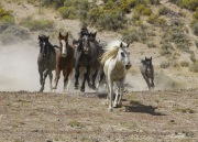 wild horses - mares, stallions, foals, at round up in Adobe Town, Southwestern WY