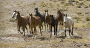 wild horses - mares and foals at round up in Adobe Town, Southwestern WY