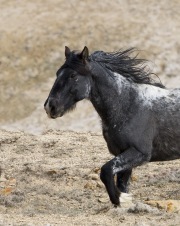 Adobe Town Herd Management Area, Southwestern WY, wild horses, stallion head shot