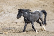 Adobe Town Herd Management Area, Southwestern WY, wild horses, stallion runs