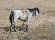 Adobe Town Herd Management Area, Southwestern WY, wild horses, fuzzy yearling