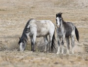 Adobe Town Herd Management Area, Southwestern WY, wild horses, fuzzy mare and foal