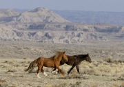 Adobe Town Herd Management Area, Southwestern WY, wild horses, stallion and mare run