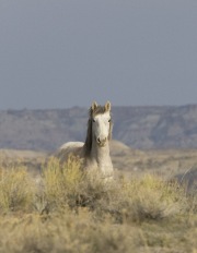 Adobe Town Herd Management Area, Southwestern WY, wild horses, young grey stallion