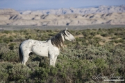 wild horse, mustang, grey stallion looks out in Adobe Town, Southwestern WY