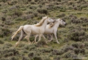 Wild Horses, wild horse, Adobe Town, Wyoming