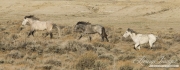 Adobe Town Herd Management Area, Southwestern WY, wild horses, grey stallions running, with the young one in the middle with submissive mouth