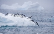 Adelie Penguins jumping into water, Paulet Island, Antarctica