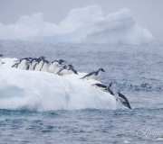 Adelie Penguins jumping into water, Paulet Island, Antarctica