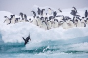 Adelie Penguins jump off iceberg at Paulet Island, Antactica