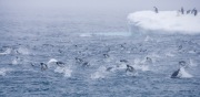 Adelie Penguins Porpoising, Paulet Island, Antarctica