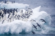 Adelie Penguins jump off iceberg at Paulet Island, Antarctica