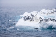 Adelie Penguins jumping off iceberg at Paulet Island, Antarctica