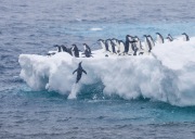 Adelie Penguins on iceberg, Paulet Island, Antarctica