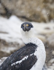 Antactic Shag in snow, Paulet Island, Antarctica