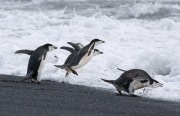 Chinstrap Penguins jumping into surf, Deception Island, Antarctica