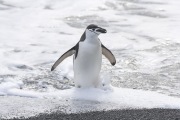 Chinstrap Penguin in surf, Deception Island, Antarctica