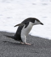 Chinstrap Penguin on beach, Deception Island, Antarctica