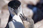 Chinstrap Penguin feeding chick, Elephant Island, Antarctica